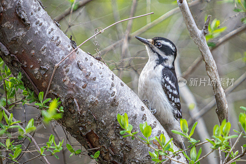 雌性多毛啄木鸟，(Leuconotopicus villosus)，多毛啄木鸟雌性。